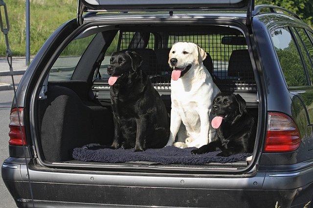 Мать выпавших из багажника в Сочи детей сообщила, что они залезли туда по дороге