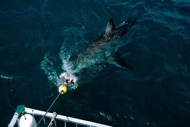 Бесследно пропавшего туриста нашли в желудке акулы