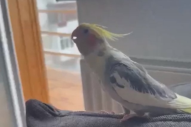 В Екатеринбурге пропал попугай