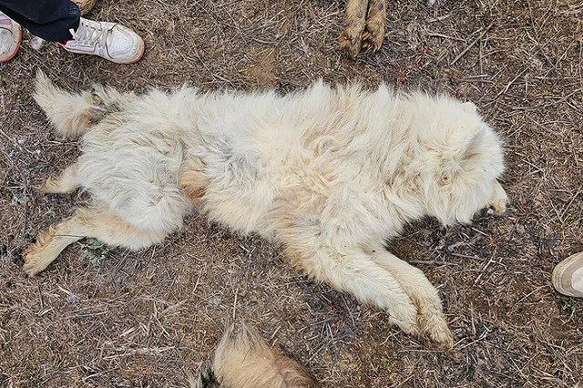 На владельца питомника, где собаки якобы отравились больной кониной, завели уголовное дело