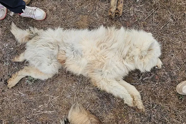 На владельца питомника, где собаки якобы отравились больной кониной, завели уголовное дело
