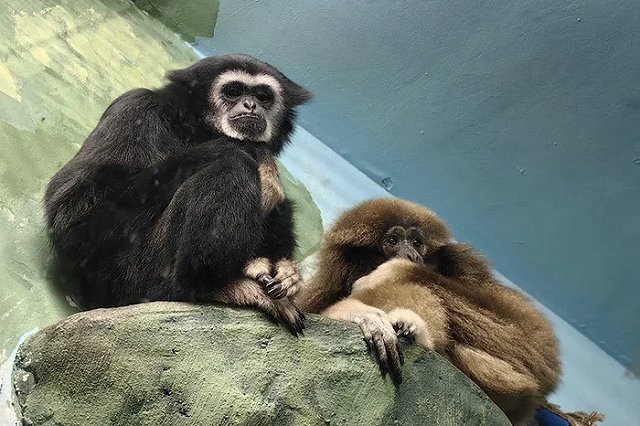В Екатеринбурский зоопарк в пару к Гере приехал гиббон Рокки