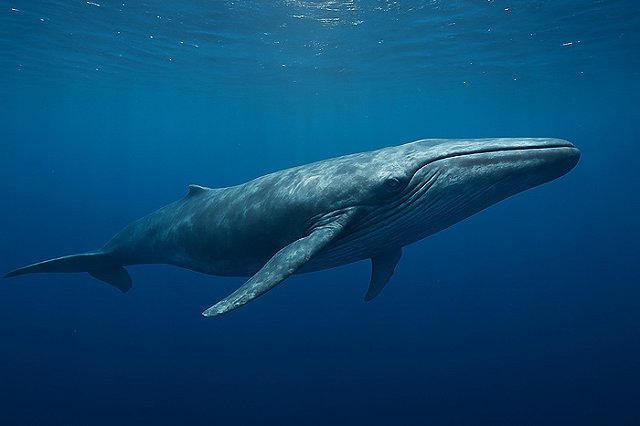 Ученый из Екатеринбурга доказал, что на Урале жили киты