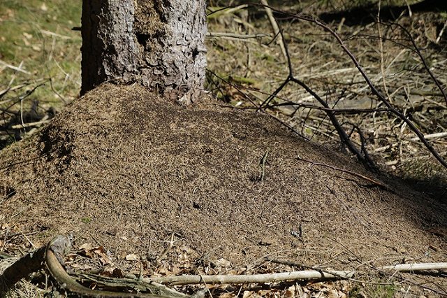 Закопавшая новорожденную дочь в лесу пытается вернуть ее через суд