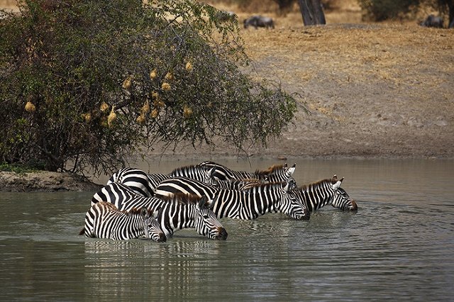 Австриец отсудил себе право носить фамилию Зебра