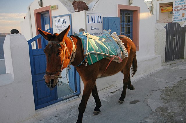 В Греции толстым туристам запретили кататься на ослах