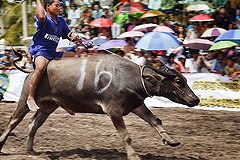 Минивэн с россиянами столкнулся с буйволом на Пхукете