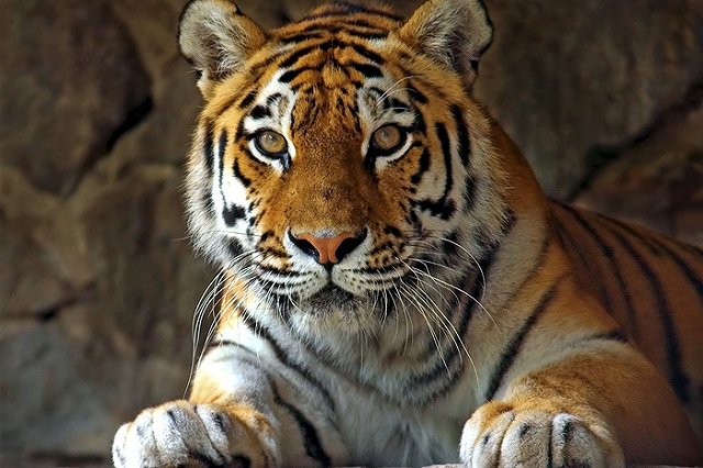 День тигра на Дальнем Востоке