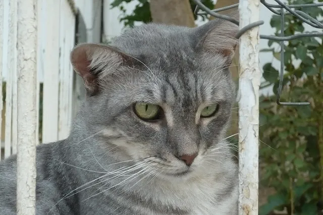 Автобус с россиянами перевернулся в Турции из-за кошки