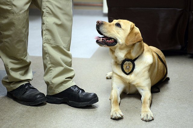 Собаки научились находить детскую порнографию по запаху