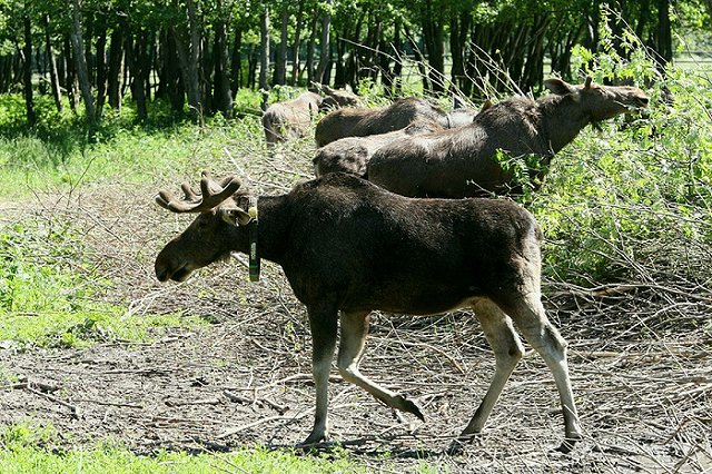 Браконьер отпилил ноги самке лося на Южном Урале