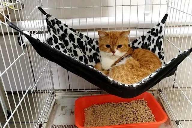 В Екатеринбурге животных оставили на волонтеров, из-за того, что их хозяев отправили в обсерватор