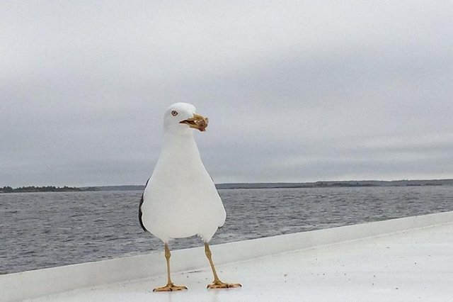 Финны захотели разместить базу НАТО в Южной Карелии