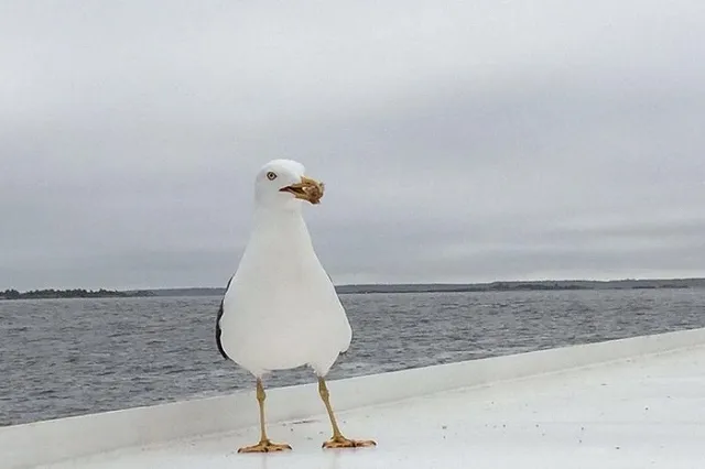 Финны захотели разместить базу НАТО в Южной Карелии