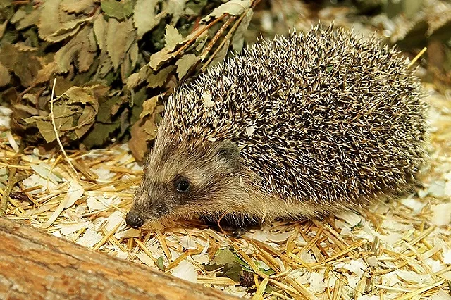 Ёж предскажет, будет ли весна на Урале ранней
