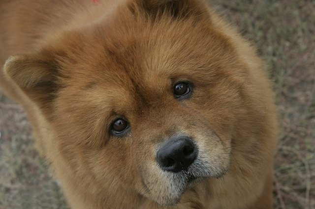 В Новосибирске ищут работника на очень необычную должность