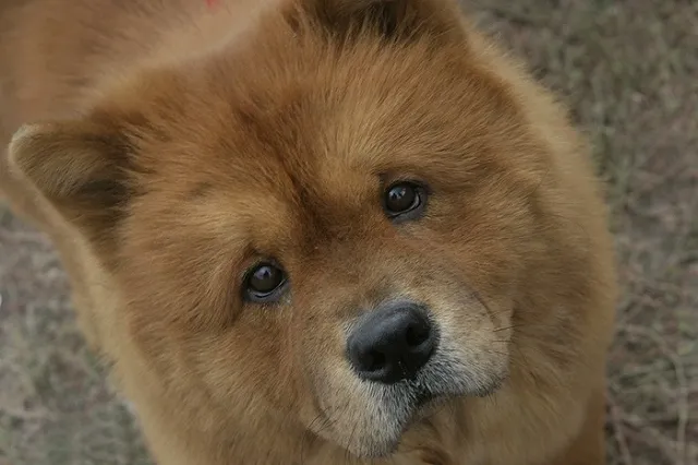 В Новосибирске ищут работника на очень необычную должность