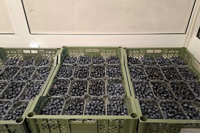 В Екатеринбург из Узбекистана прибыла пробная партия голубики