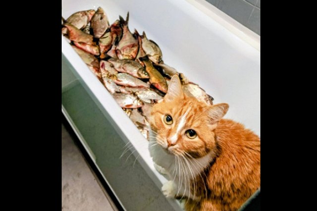 Свердловчанин наловил целую ванну рыбы