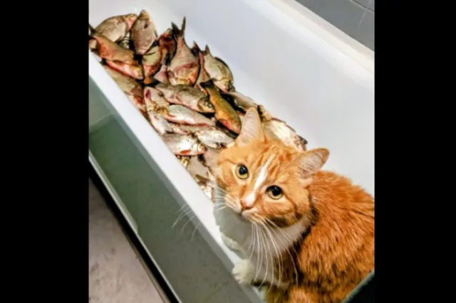 Свердловчанин наловил целую ванну рыбы