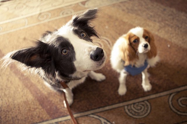 Тюменец, расчленивший своего пса на глазах соседей по даче, отделался штрафом