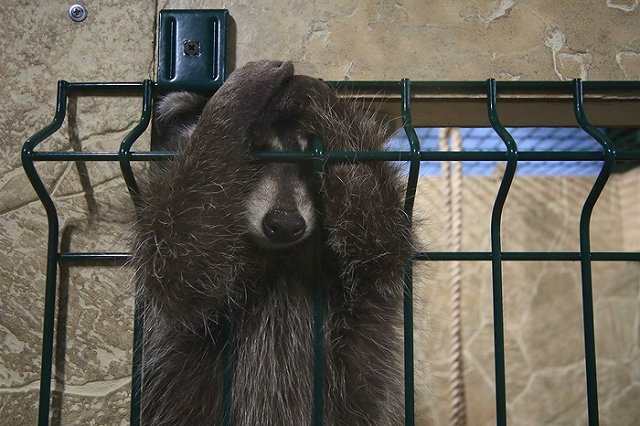 Хулиганы в Тбилиси начали пугать прохожих звериным рыком