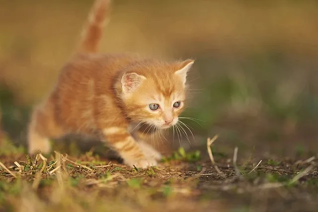 Веселая наука