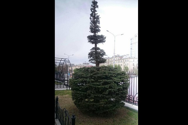 «Апгрейд» елей у здания Управления железной дороги в Екатеринбурге ужаснул горожан