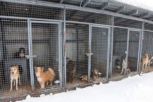 Губернатор Куйвашев похвалил свердловских мэров за отлов 181 собаки