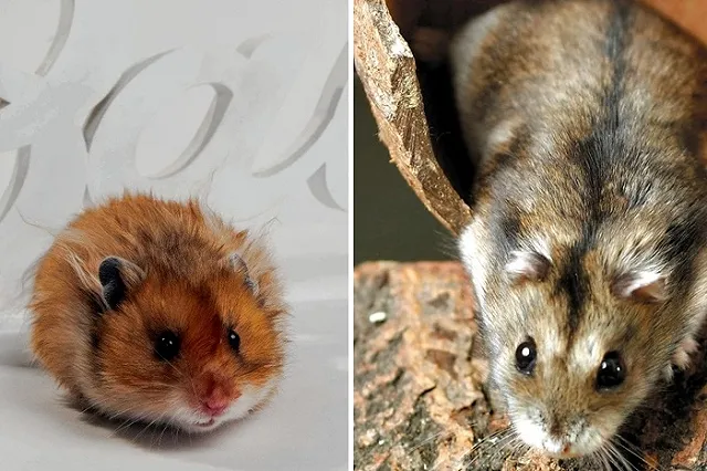 Стало известно, как екатеринбургские хомяки отметят день День Космонавтики