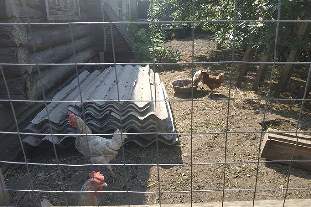 ФАС предупредила производителей яиц о недопустимости повышать цены перед Пасхой