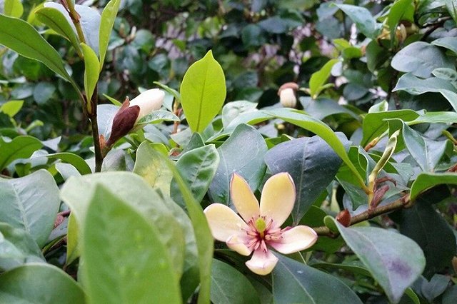 В Ботаническом саду Екатеринбурга зацвело дерево с подножия Гималаев — фото