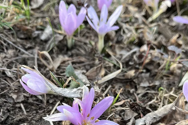 Россиян предупредили об уголовной ответственности за сорванные цветы