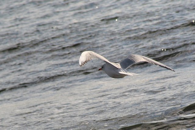 Пушков указал на провал «заговора молчания» вокруг поездки французов в Крым