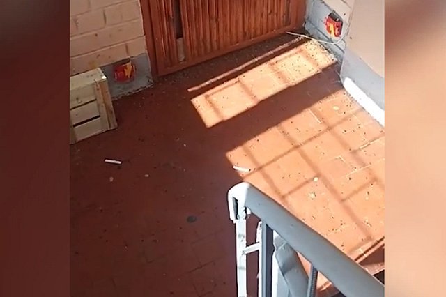 Тараканы заполонили многоэтажку в Екатеринбурге