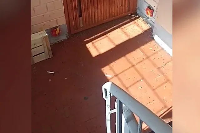 Тараканы заполонили многоэтажку в Екатеринбурге