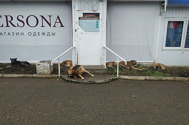 В Челябинске собаку, из-за которой «Додо Пицце» объявили бойкот, заберут в приют для животных