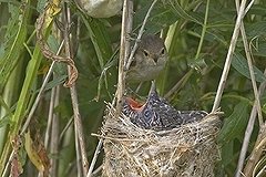 Птицы выработали средство спасения от кукушек