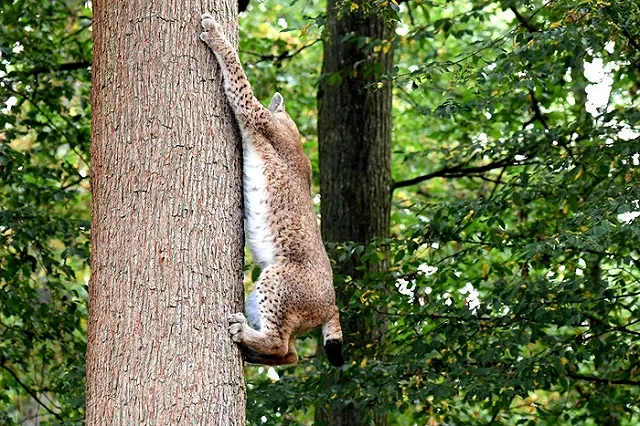 В Ирбите раненую рысь сдали в полицию