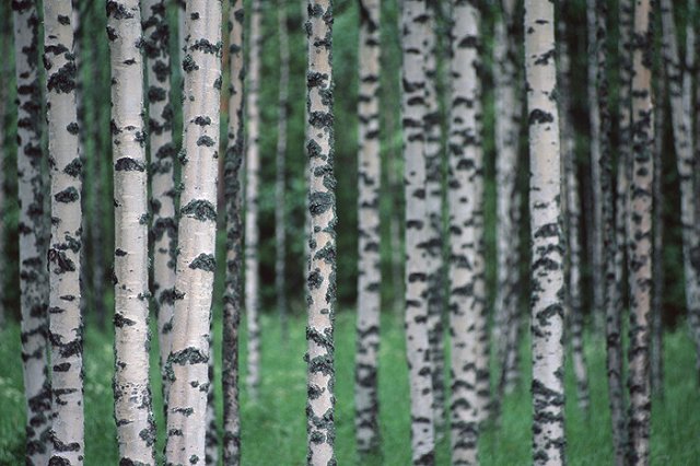 Защитники Березовой рощи собирают подписи против вырубки