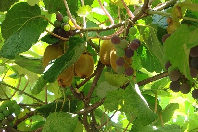 Житель Сочи застрелил судебных приставов при попытке снести его дом-самострой