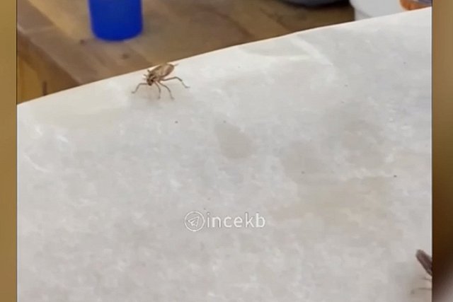 Популярный продуктовый магазин в Екатеринбурге заполонили огромные тараканы