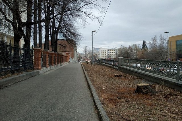 Жители Екатеринбурга отметили активную вырубку деревьев в центре города