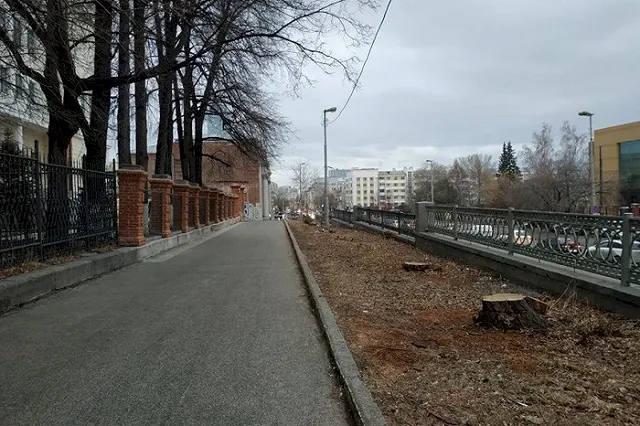 Жители Екатеринбурга отметили активную вырубку деревьев в центре города