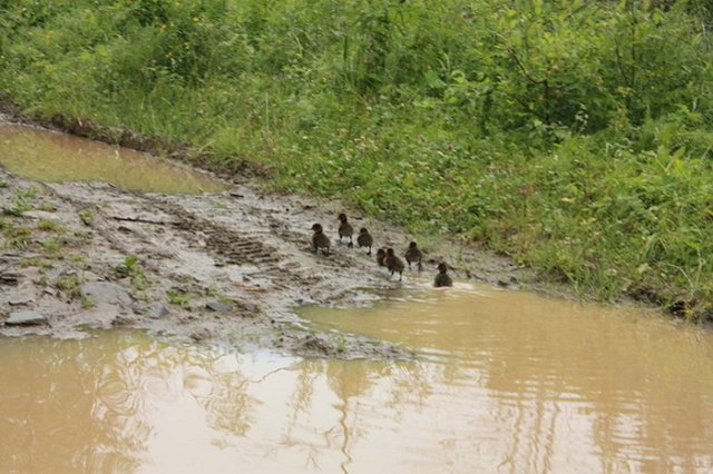 Водитель автобуса хладнокровно задавил утят в Томске