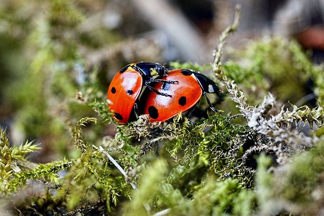Ученые рассказали о влиянии съедобных подарков на поведение самок