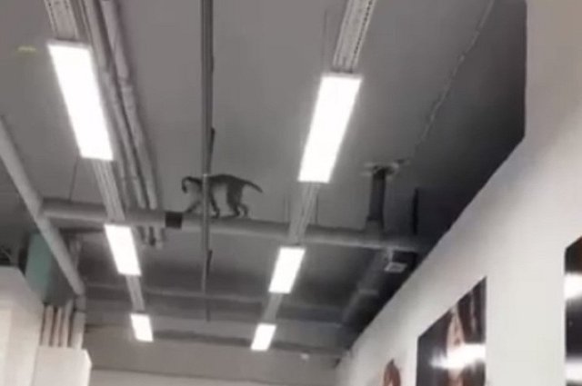 В Асбесте обезьяна сбежала с выставки, открывшейся в местном ТЦ