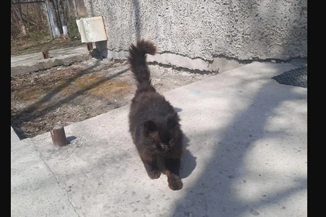 На Сахалине кот третий год подряд приходит к спасшим его ветеринарам