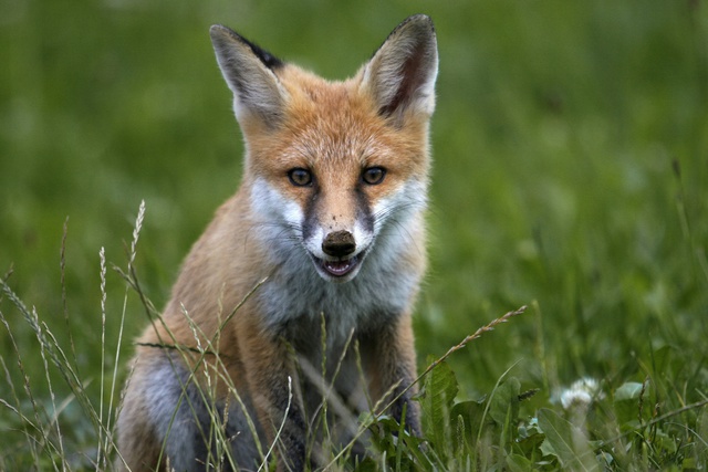 Погрызенного лисой ребенка-инвалида отправили к Малахову