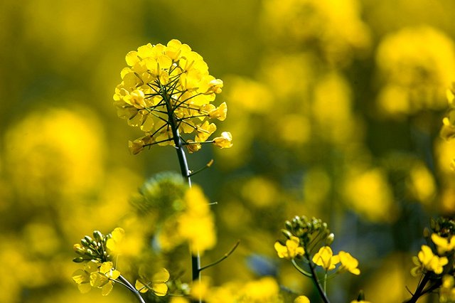 Названо уничтожающее жир на животе масло